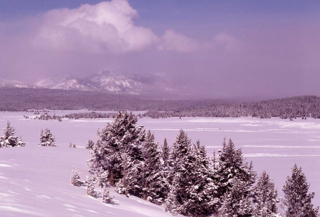 Hayden Valley in the winter Picture