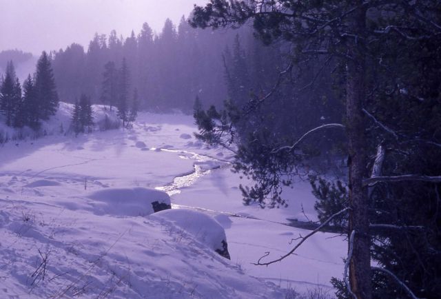 Lamar River in the winter Picture