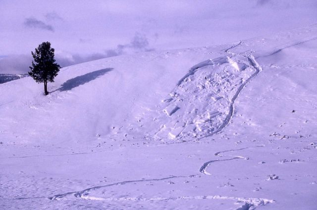 Winter snow slide near Soda Butte Picture