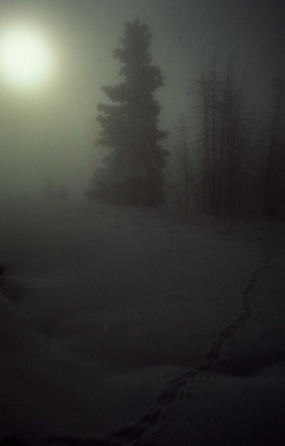 Winter scene with sun, trees & snow Picture