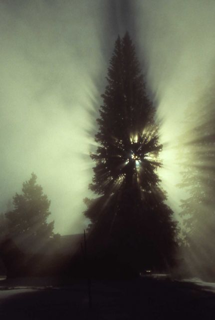 Winter scene with tree, sunburst & snow Picture