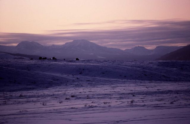 Lamar Valley & the Absaroka Range in the winter Picture