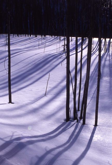 Shadows cast on snow by late winter afternoon sun behind trees Picture