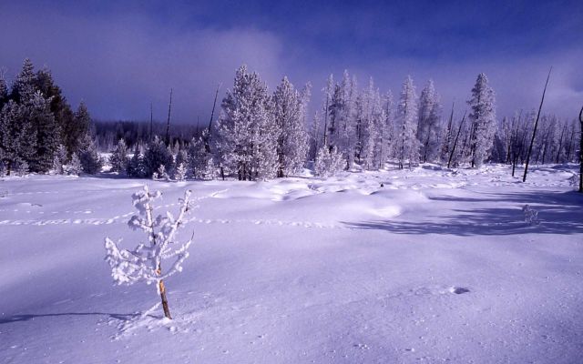 Hoar frost on trees in the winter in Norris Geyser Basin Picture