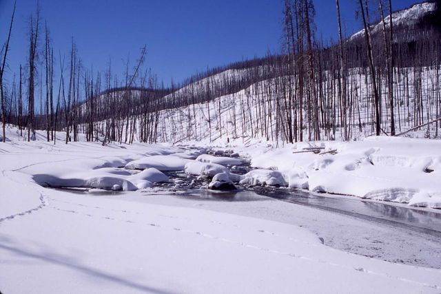 Lamar River at Miller Creek in the winter Picture