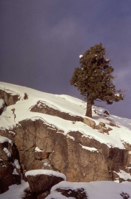 Winter view of a tree on a rock formation in the Lamar Canyon Picture