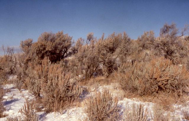 Winter view of sage at Little America Flats on the northeast entrance road Picture