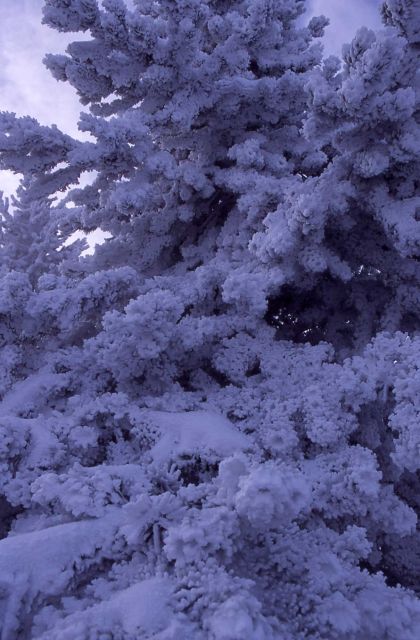 Frost covered conifers in winter Picture