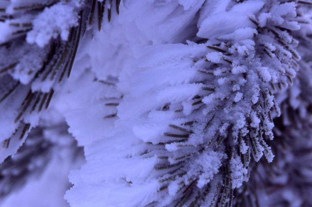 Close up of frost crystals on pine in the winter Picture