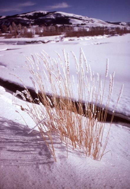Lamar Valley in winter Picture
