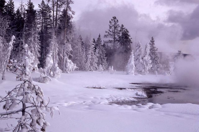 Upper Geyser Basin in winter Picture