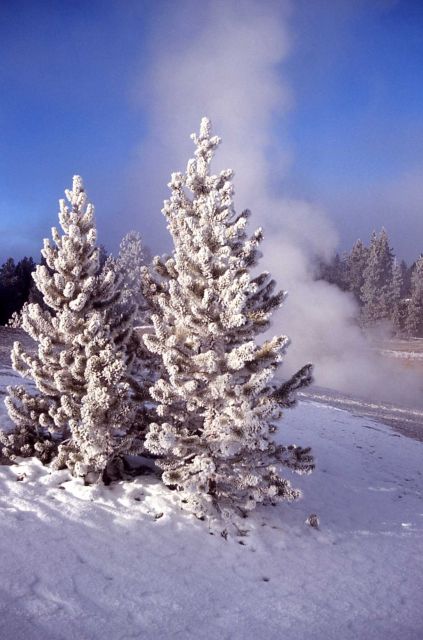 Evergreens in winter in the Norris area Picture