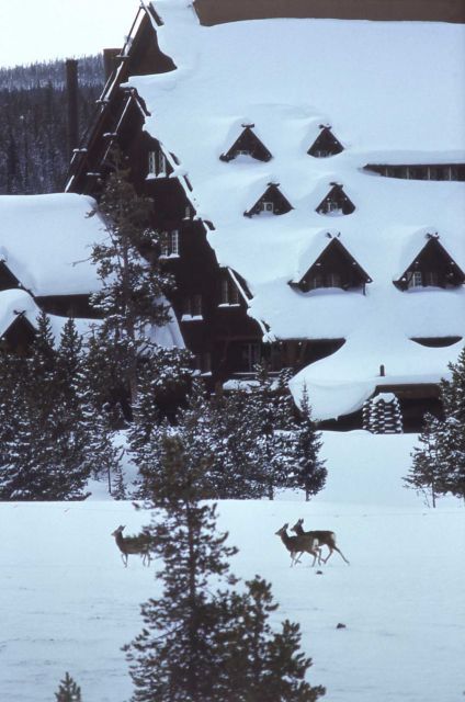 Deer in front of the Old Faithful Inn in winter Picture