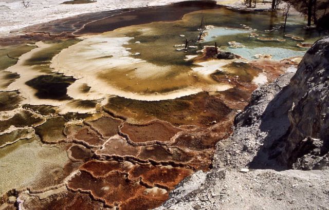 Mammoth Terraces - Mammoth Hot Springs Picture
