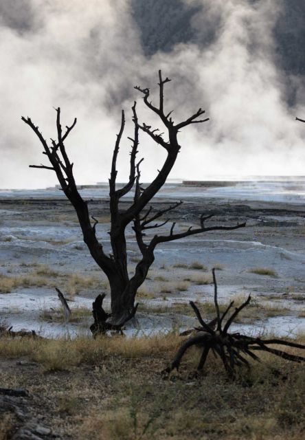 Dead tree silhouetted by Main Spring - Mammoth Hot Springs Picture