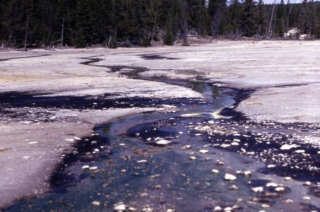 Realgar Creek - Back Basin - Norris Geyser Basin Picture