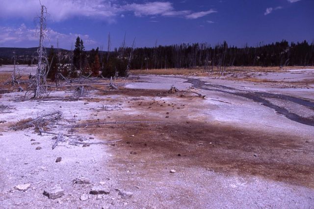 Back Basin - heated ground (discolored area) - Norris Geyser Basin Picture