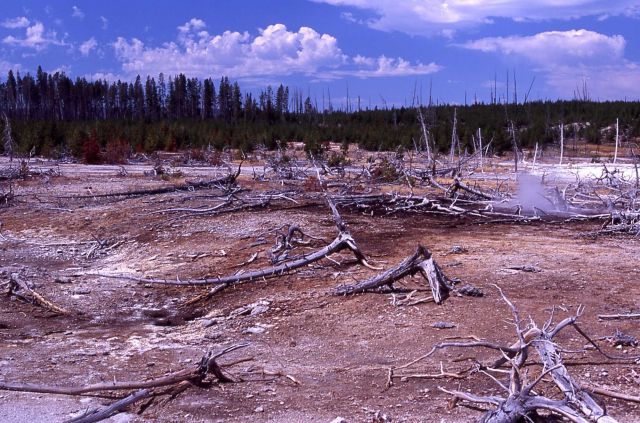 Back Basin - heated ground (discolored area) - Norris Geyser Basin Picture