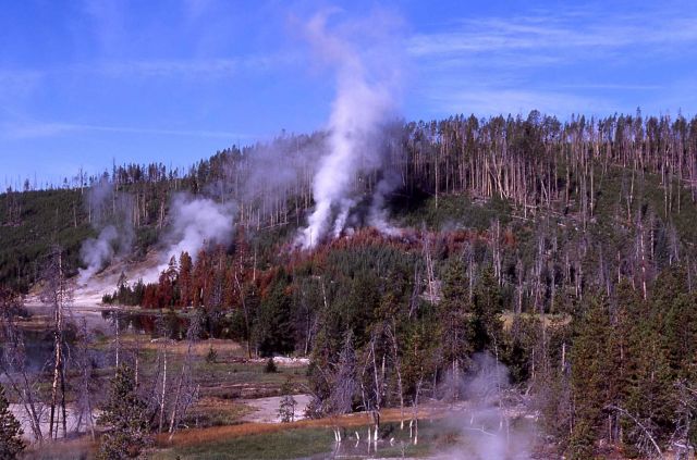 Thermal area adjacent to Nymph Lake Picture