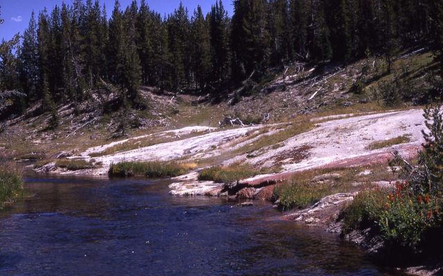 Shoshone lakeshore - Shoshone Lake Geyser Basin Picture