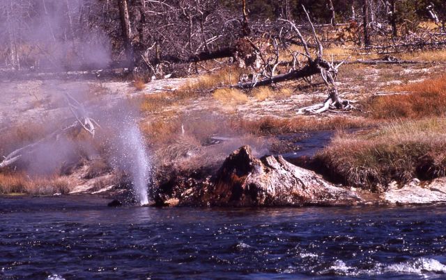 Spouter Geyser in Firehole River - Midway & Lower Geyser Basin Picture