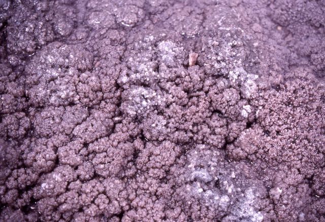 Close up of the rock at Till Geyser - Midway & Lower Geyser Basin Picture
