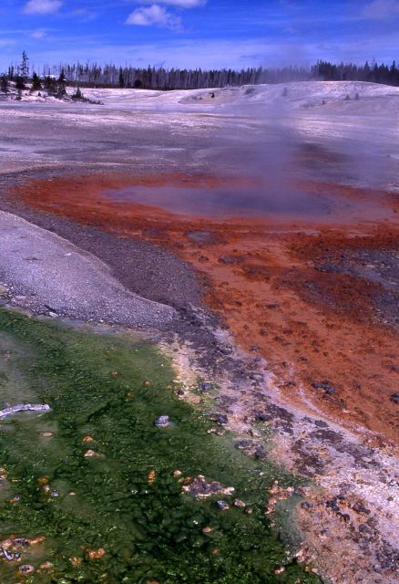 Whirligig Geyser - Norris Geyser Basin Picture