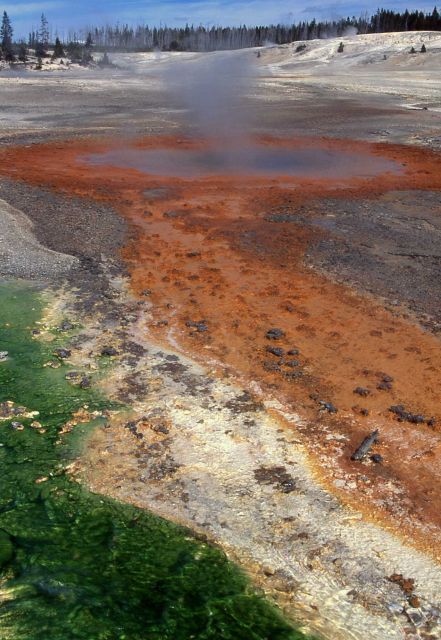 Whirligig Geyser - Norris Geyser Basin Picture