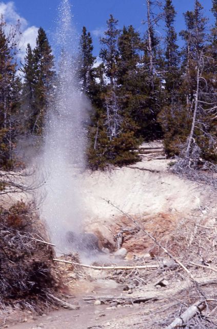 Bear Den Geyser erupting - Norris Geyser Basin Picture