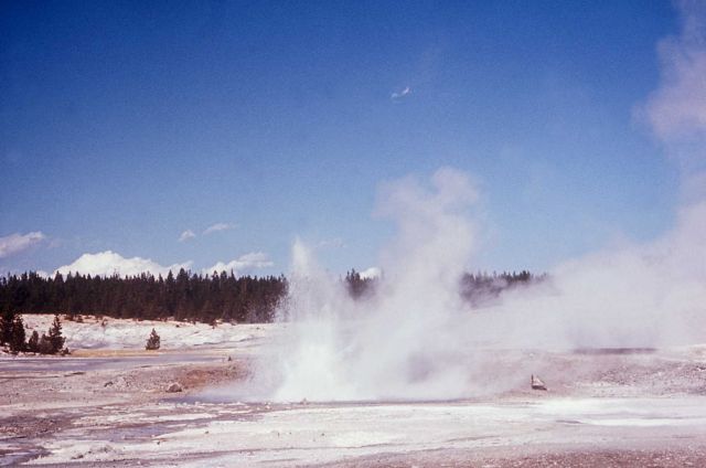 Pinto Geyser erupting - Norris Geyser Basin Picture