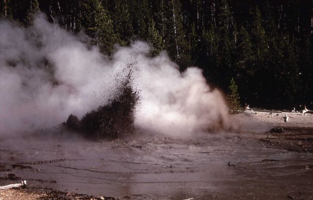 Decker Geyser erupting - Norris Geyser Basin Picture