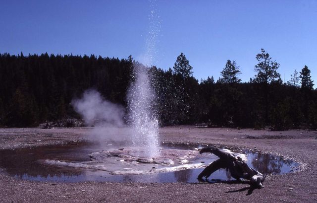 Vixen Geyser - Norris Geyser Basin Picture
