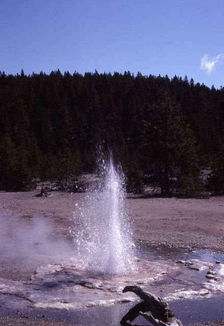 Vixen Geyser - Norris Geyser Basin Picture