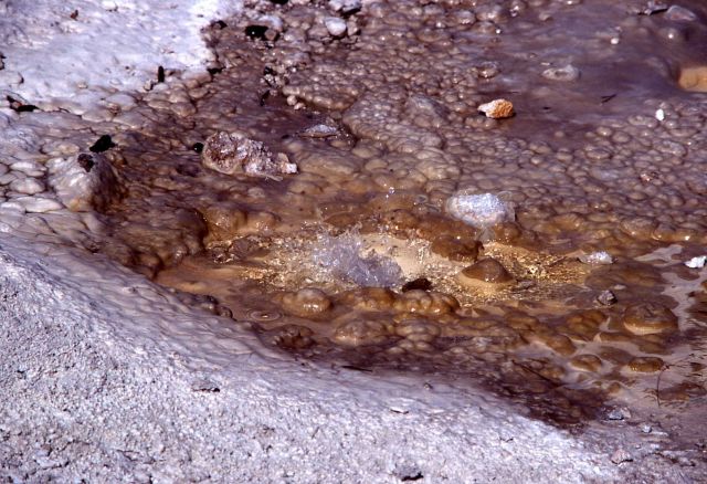 Small unnamed spouter west of Splutter Pot - Norris Geyser Basin Picture