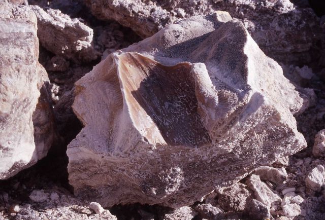 Part of the vent of Porkchop Geyser after its explosion on September 5, 1989 - Norris Geyser Basin Picture