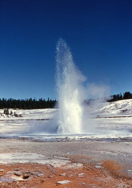 Constant Geyser erupting - Norris Geyser Basin Picture