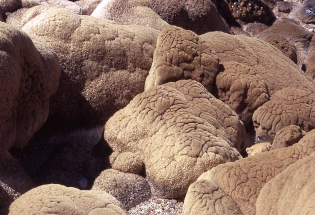 Geyserite on rocks at Oblique Geyser (also called Rockpile Geyser or Geyser Creek) - Norris Geyser Basin Picture