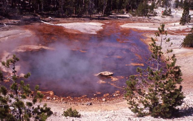 Echinus Geyser - Norris Geyser Basin Picture
