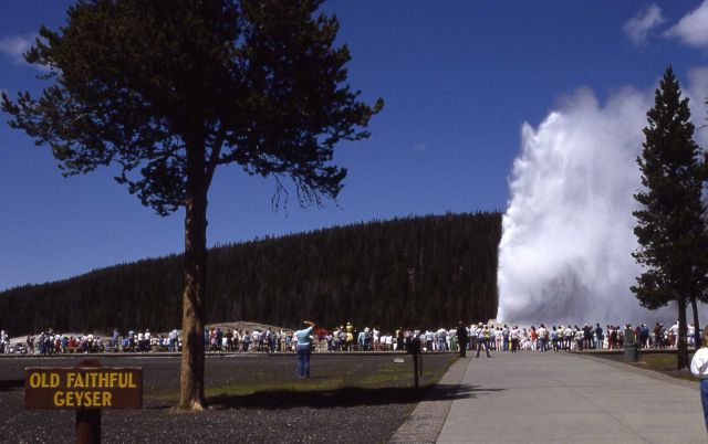Crowd watching Old Faithful Geyser - Upper Geyser Basin Picture