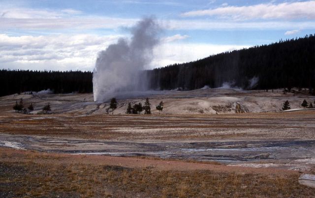 Behive Geyser erupting - Upper Geyser Basin Picture
