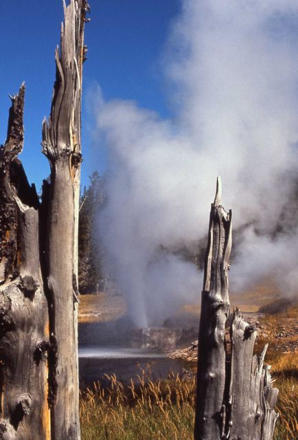 Riverside Geyser - Upper Geyser Basin Picture