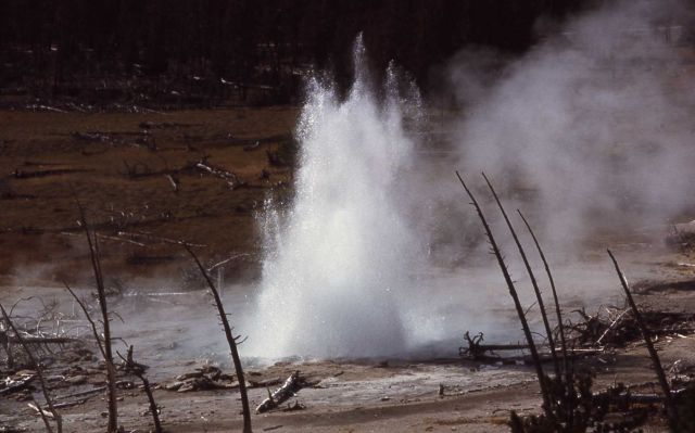 Seismic Geyser - Upper Geyser Basin Picture