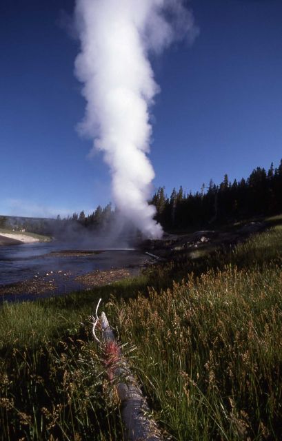 Riverside Geyser - Upper Geyser Basin Picture