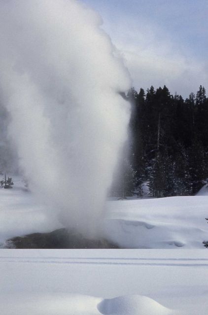 Riverside Geyser - Upper Geyser Basin Picture