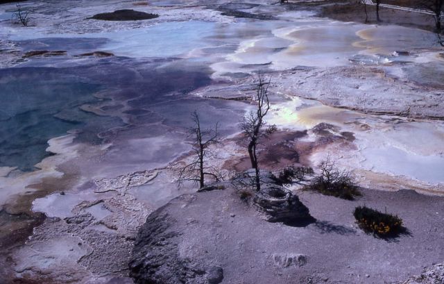 Main Terrace - Mammoth Hot Springs Picture
