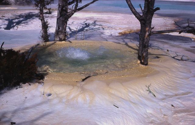 Main Terrace - Mammoth Hot Springs Picture