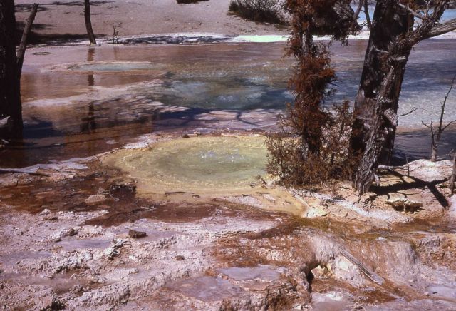 Main Terrace - below overlook - Mammoth Hot Springs Picture