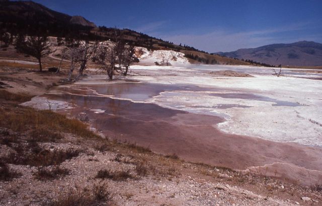 Main Terrace - new spring - Mammoth Hot Springs Picture