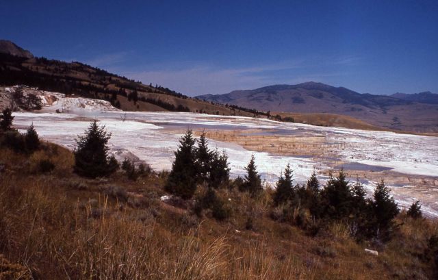 Main Terrace - Mammoth Hot Springs Picture