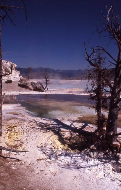 Main Terrace - Mammoth Hot Springs Picture
